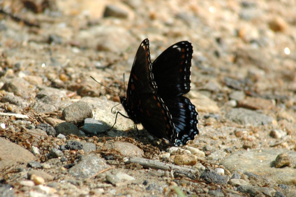 152 2004-06071180 Moore State Park.JPG - Red-spotted Purple Butterfly (Basilarchia astyanax).  Moore State Park, MA, 6-7-2004